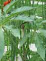 Araceae-Arisaema-conccinum-Ariseme-chinois.jpg