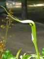 Araceae-Arisaema-heterophyllum-Ariseme-20131124000419.jpg
