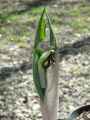 Araceae-Arisaema-rigens-Ariseme-20131124000518.jpg