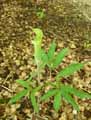 Araceae-Arisaema-serratum-Ariseme-664.jpg