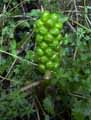 Arum italicum