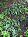 Arum italicum
