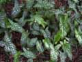 Arum italicum