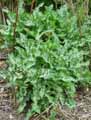 Arum italicum