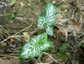 Araceae-Arum-italicum-Arum-d-Italie-Gouet-d-Italie.jpg