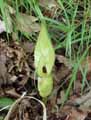 Araceae-Arum-maculatum-Gouet-tachete-Arum-tachete-Pied-de-veau.jpg