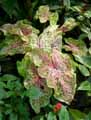 Caladium Miss Muffet