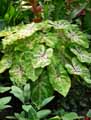 Caladium Miss Muffet