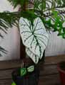 Caladium bicolor