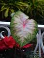 Caladium hortulanum