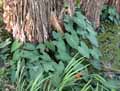 Colocasia esculenta