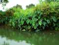 Araceae-Colocasia-esculenta-Colocase-Choux-de-Chine.jpg