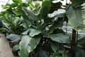 Dieffenbachia macrophylla