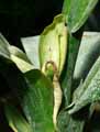 Dieffenbachia parlatorei