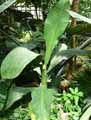 Dieffenbachia parlatorei