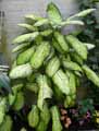 Dieffenbachia x picta