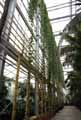 Epipremnum aureum
