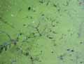 Lemna minor