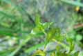 Lemna triscula