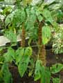 Monstera acacogayensis