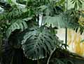 Monstera deliciosa