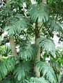 Monstera sp.