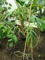 Monstera subpinnata