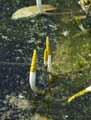Orontium aquaticum
