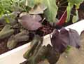 Philodendron Burgundy