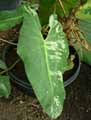 Philodendron Ilsemannii