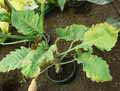 Philodendron Jumbo