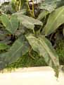 Philodendron acutatum