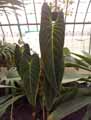 Philodendron andreanum