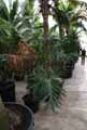 Philodendron bipinnatifidum