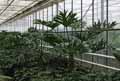Philodendron bipinnatifidum