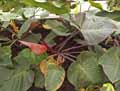 Philodendron cordatum