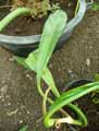 Philodendron crassinervium