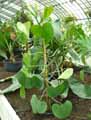 Philodendron grazielae