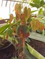 Philodendron hederaceum