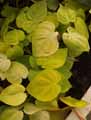 Philodendron hederaceum Aureum