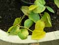 Philodendron hederaceum Aureum