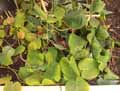 Philodendron hederaceum