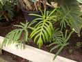 Philodendron heterophyllum