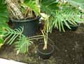 Philodendron heterophyllum
