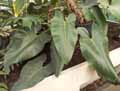 Philodendron imbe