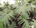 Philodendron lacerum