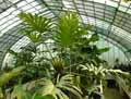 Philodendron macneilianum