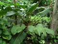 Philodendron melinonii