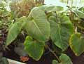 Philodendron ornatum
