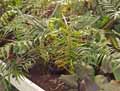 Philodendron polypodioides
